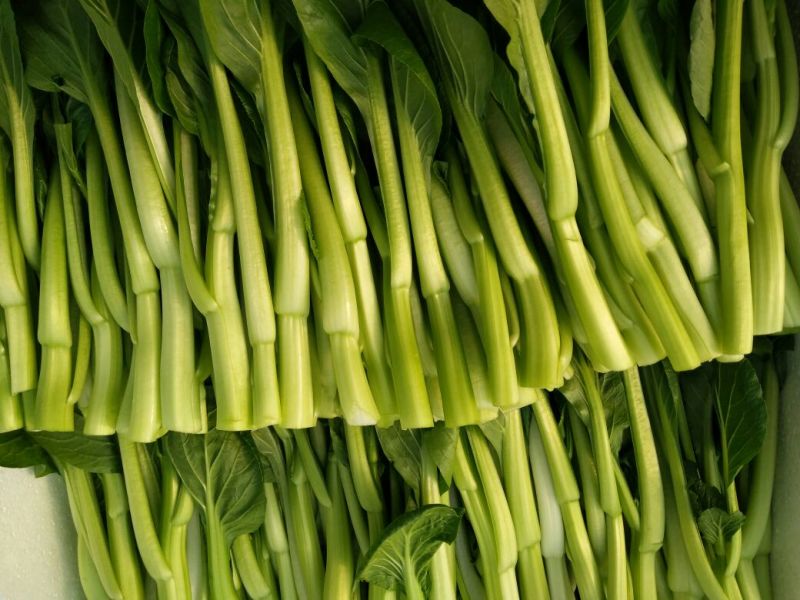 菜苔