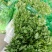 基地直供带泥小香芹菜45cm以上颜色绿嫩，农户地里直供