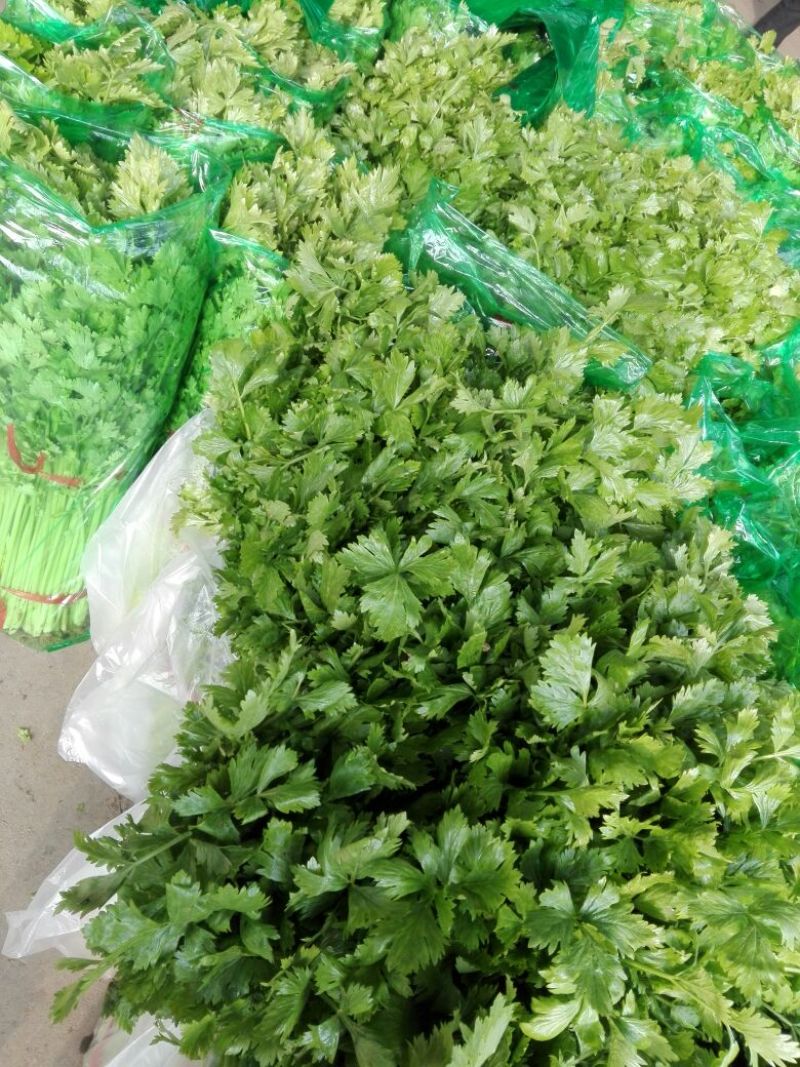 基地直供带泥小香芹菜45cm以上颜色绿嫩，农户地里直供