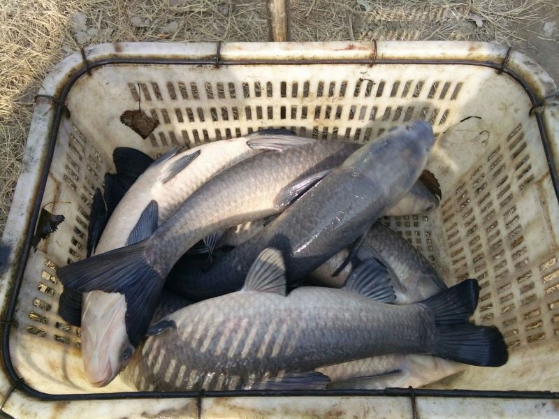 池鲤鱼食用0.5~1公斤