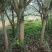 黄葛树10~30cm