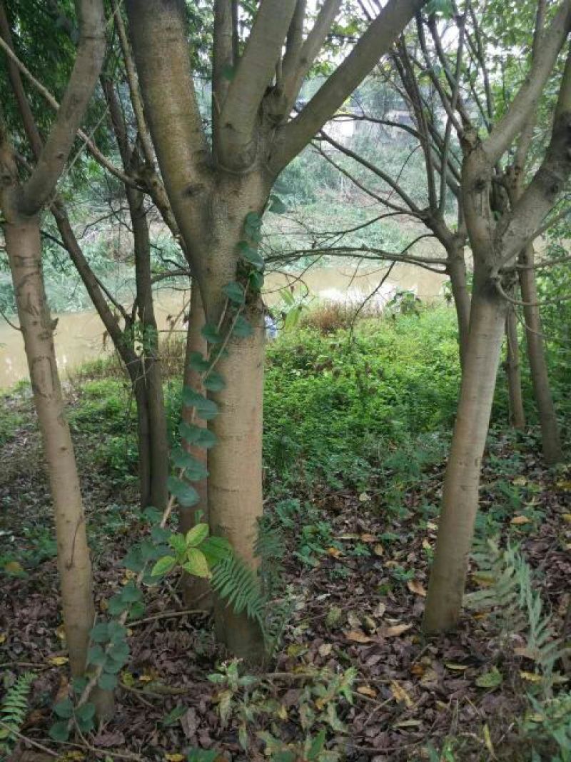 黄葛树10~30cm