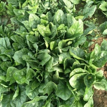 菠菜25~30厘米