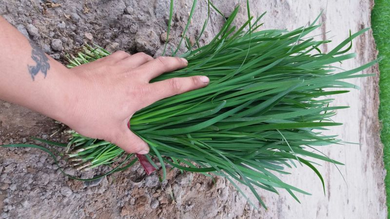 平韭6号韭菜头茬