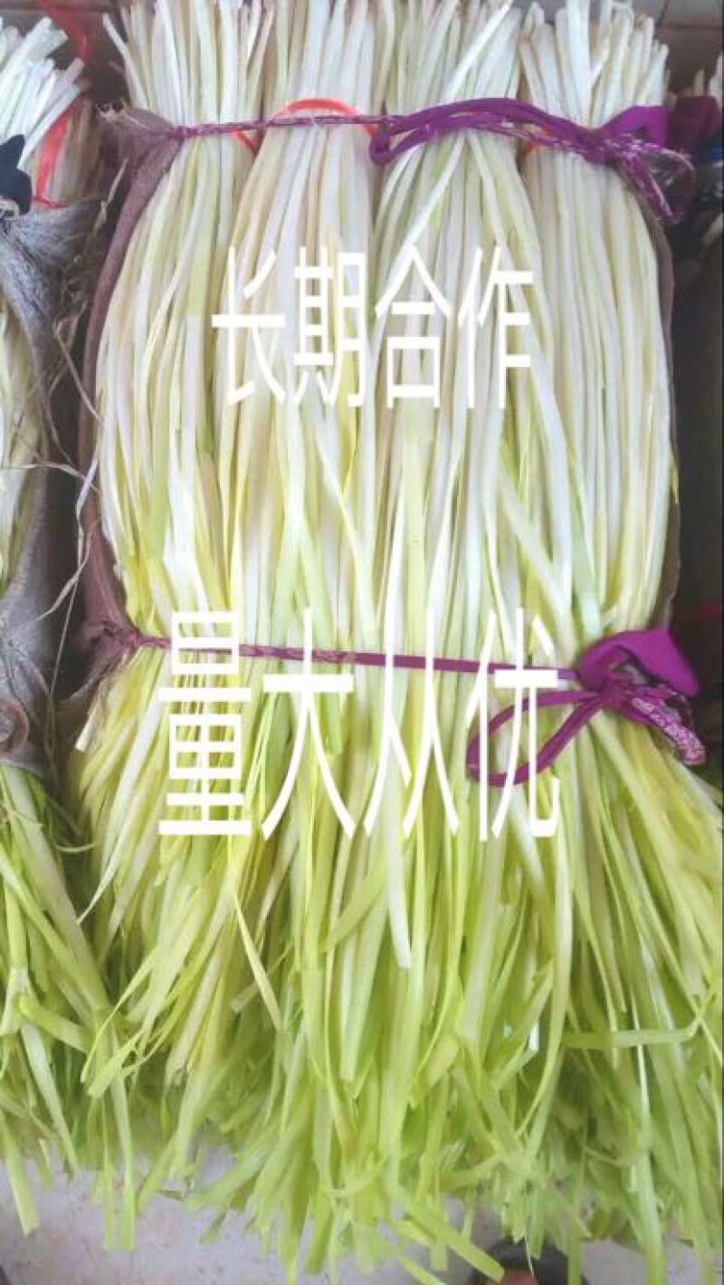 锦宁韭黄