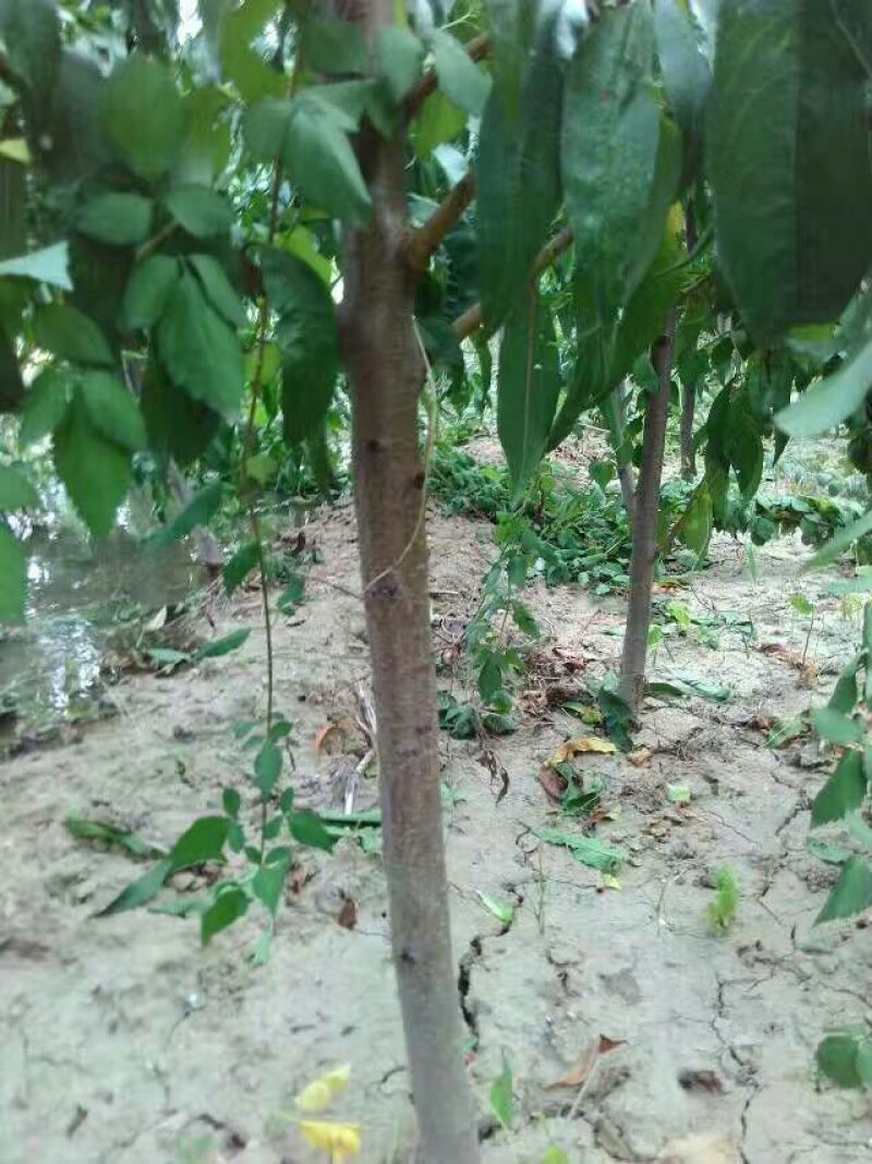 红不软桃树苗70~80cm