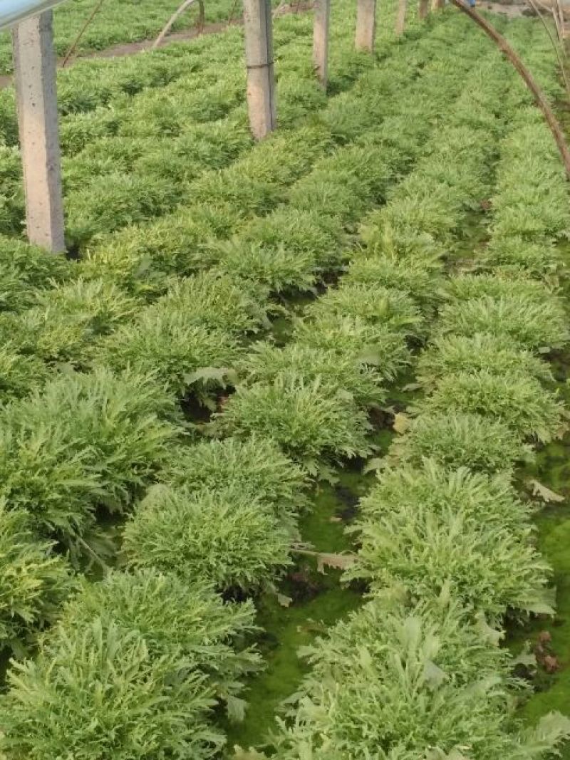 苦菊