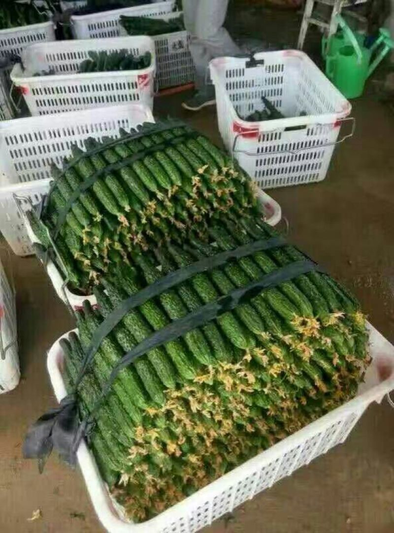 密刺黄瓜干花带刺22~25公分山东聊城莘县青瓜