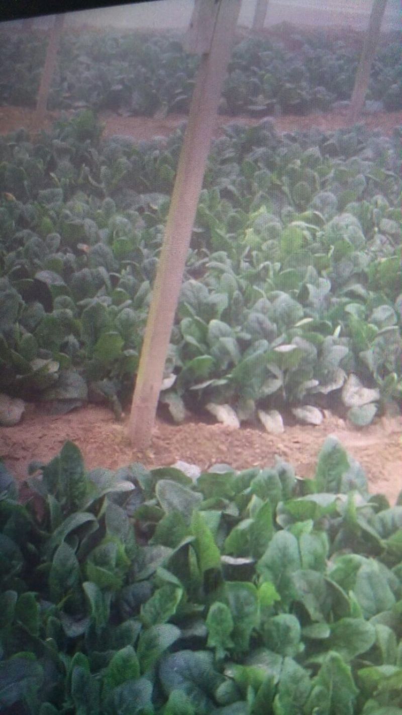 越冬菠菜15~20厘米