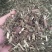 荆芥统片