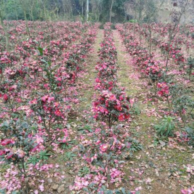 茶梅地苗球类杯苗10一40公分基地直销