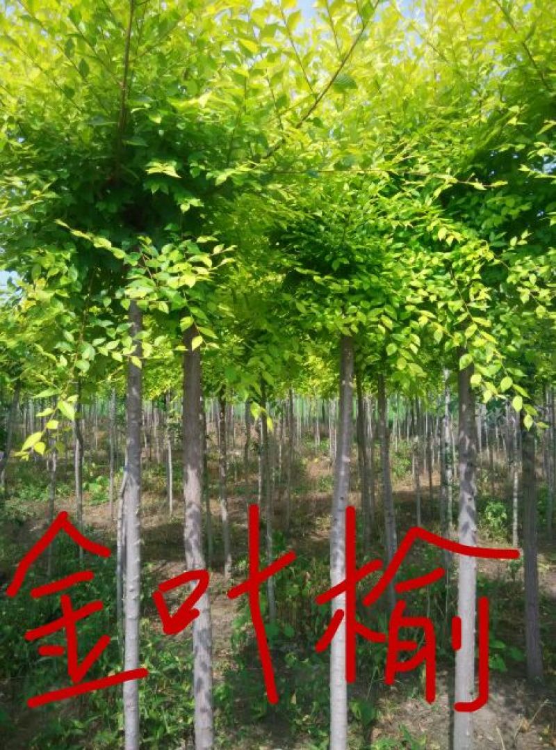金叶榆4~6cm4~6cm1.5~2m