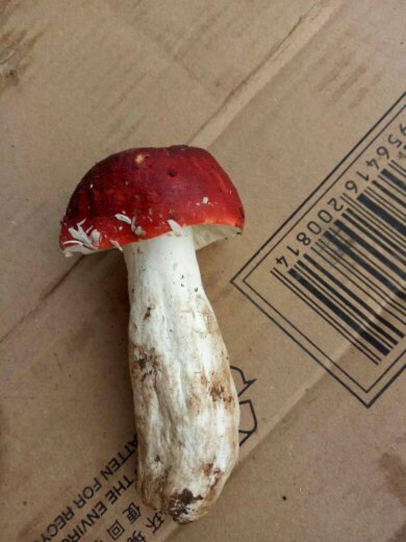 红菇0.1%1%一级5~8cm