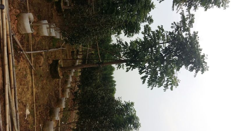 复羽叶栾树10~12cm10~12cm3~3.5米3