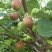无花果苗20~30cm