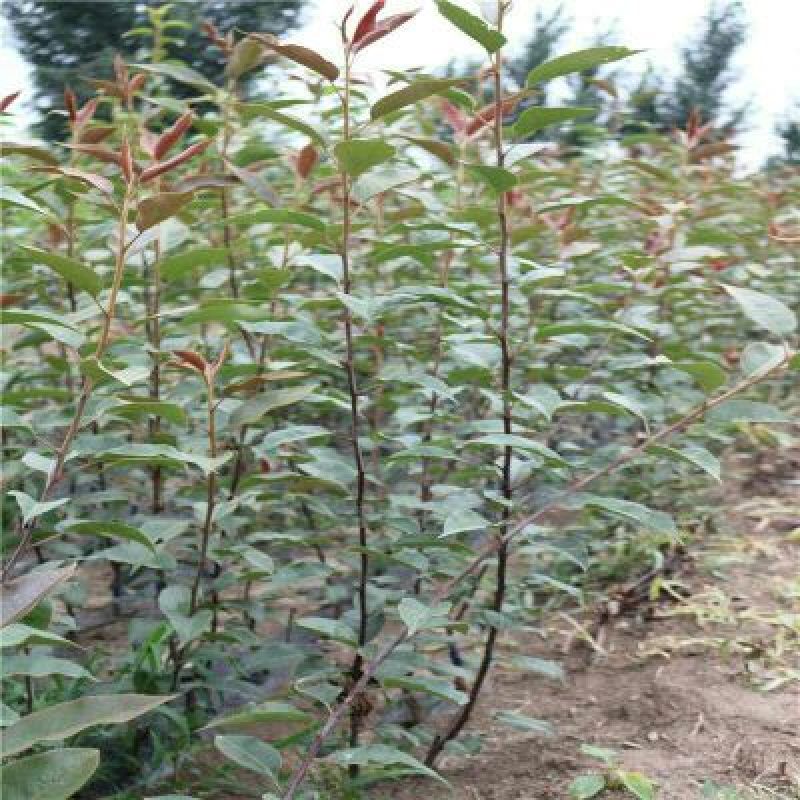 梨树苗1cm以下80cm以上