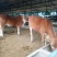 鲁西黄牛100~200kg