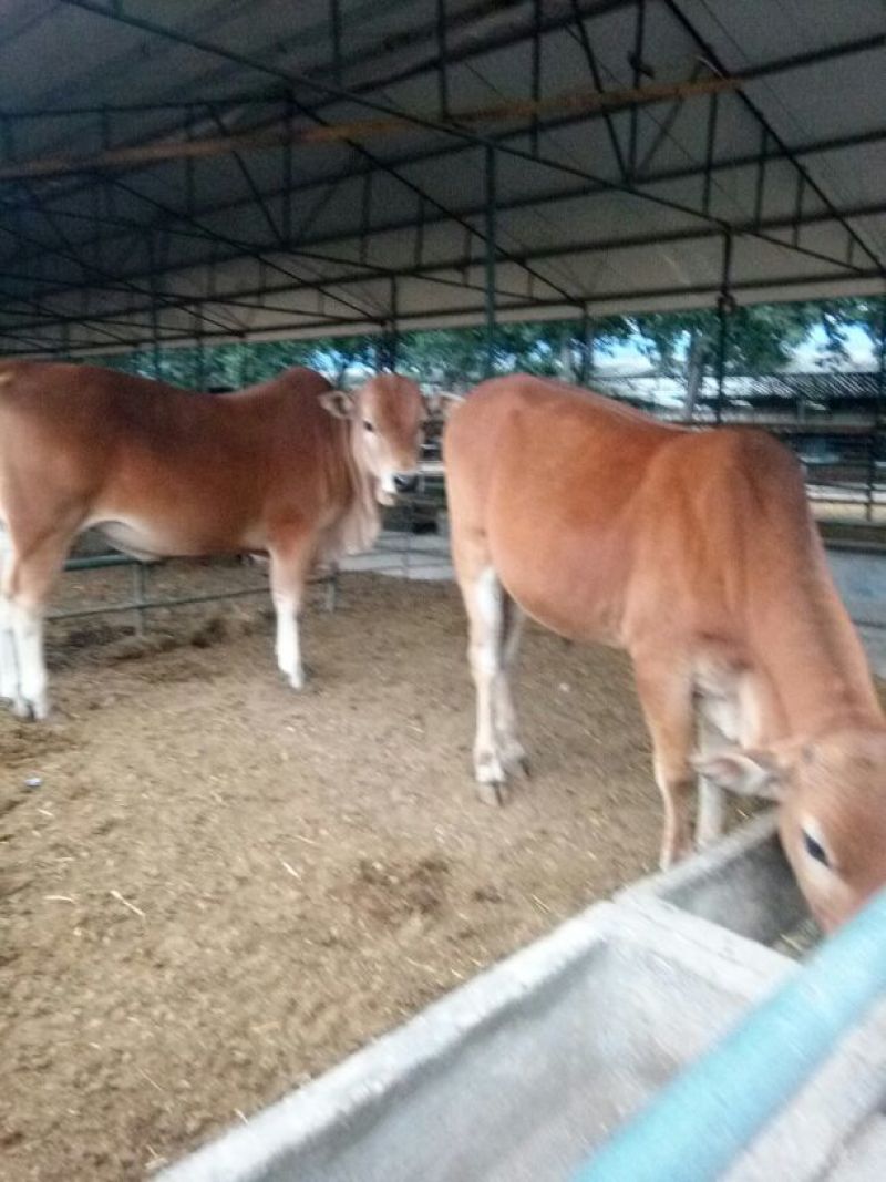 鲁西黄牛100~200kg