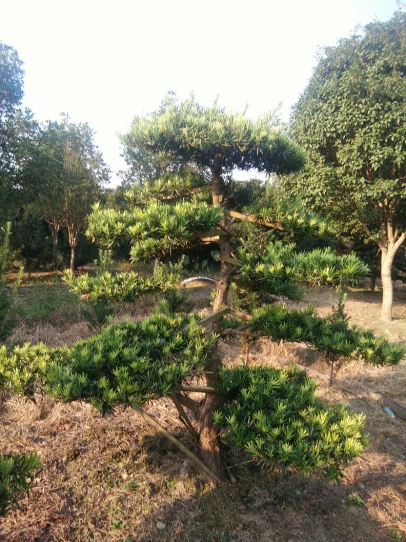 造型松10公分