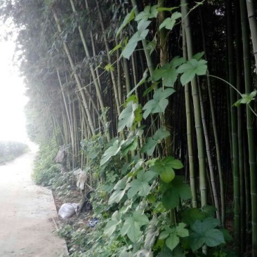 绿竹8~9m