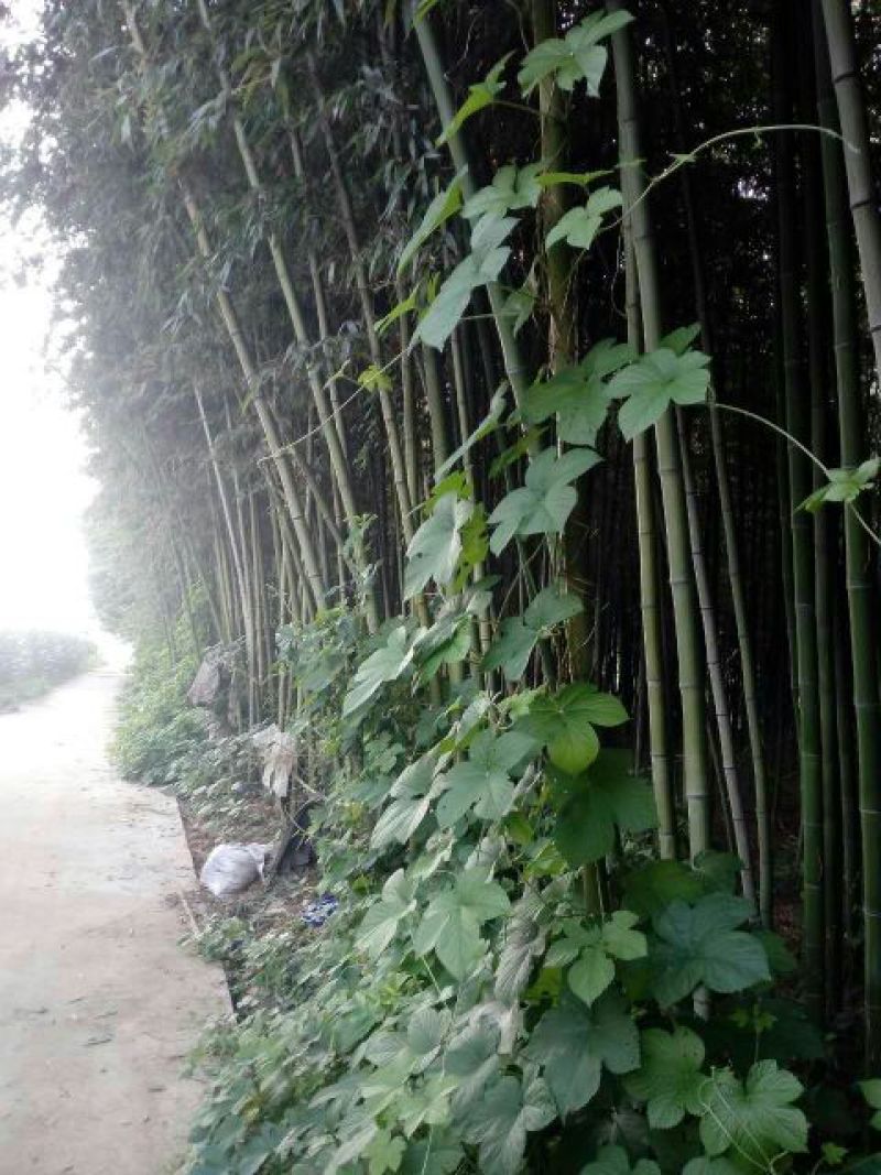 绿竹8~9m