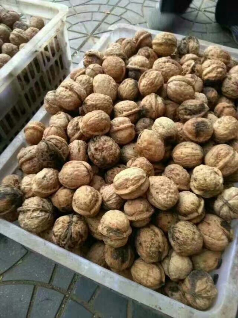 山核桃去皮干