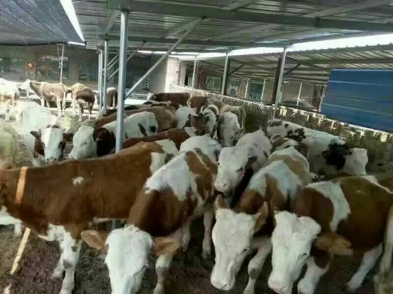 西门塔尔牛犊200~300kg