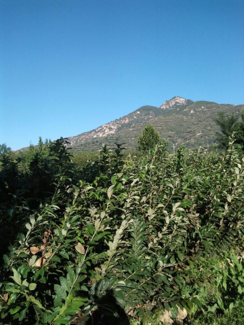 大红袍板栗苗泰山红油板栗苗