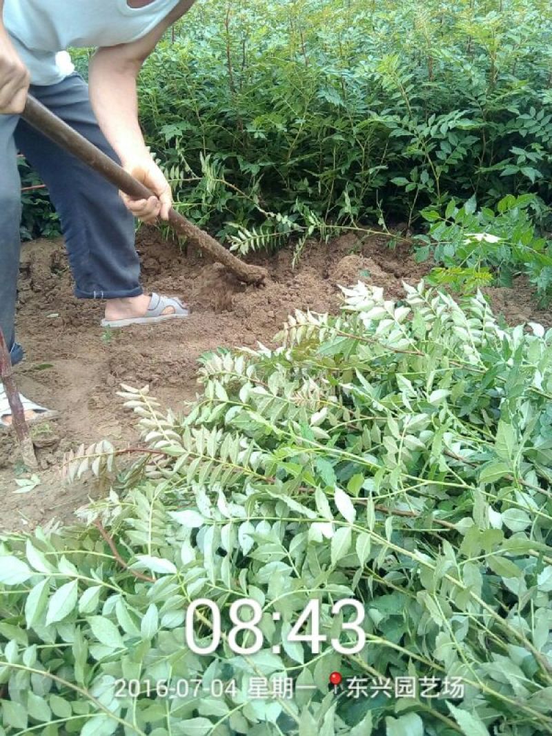 花椒苗1~2年