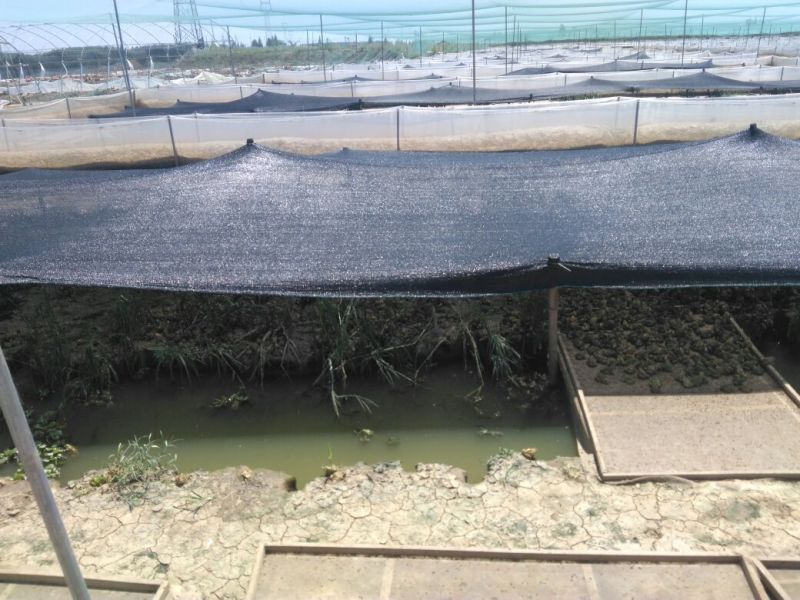 湖北养殖青蛙，基地发货，一件代发，物流直达全国各地