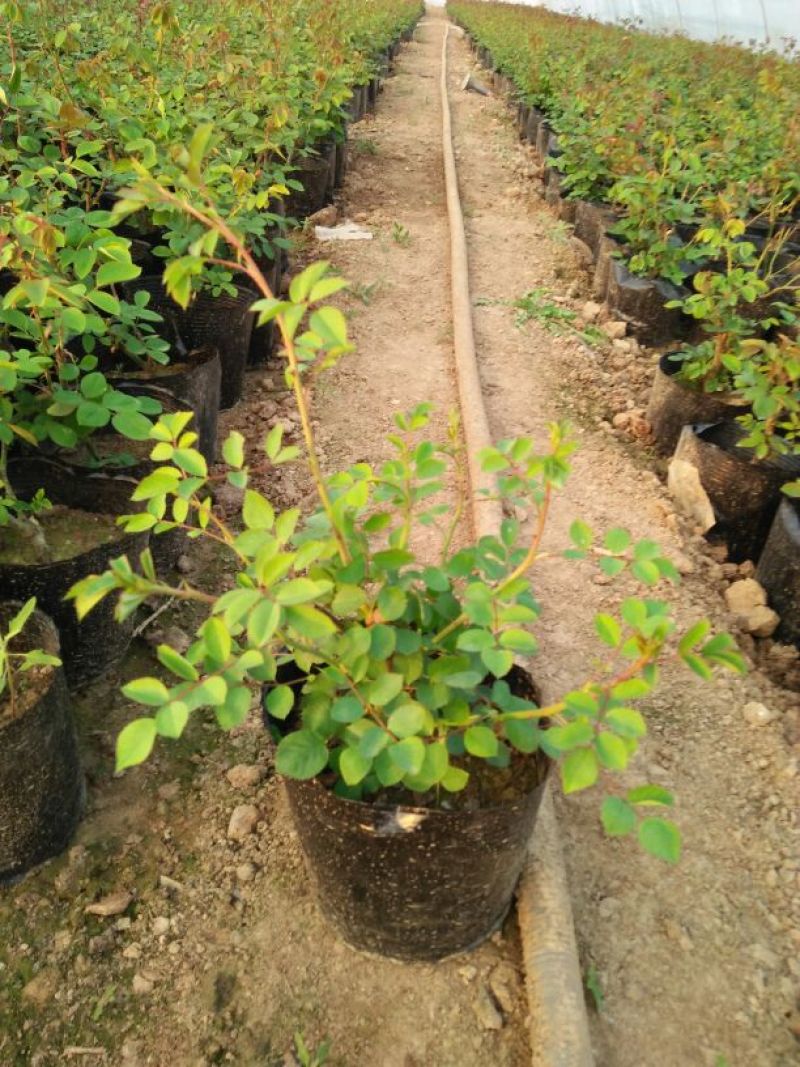 玫瑰花玫瑰花苗带花苞花卉观花绿植物室内阳台盆栽大花月季