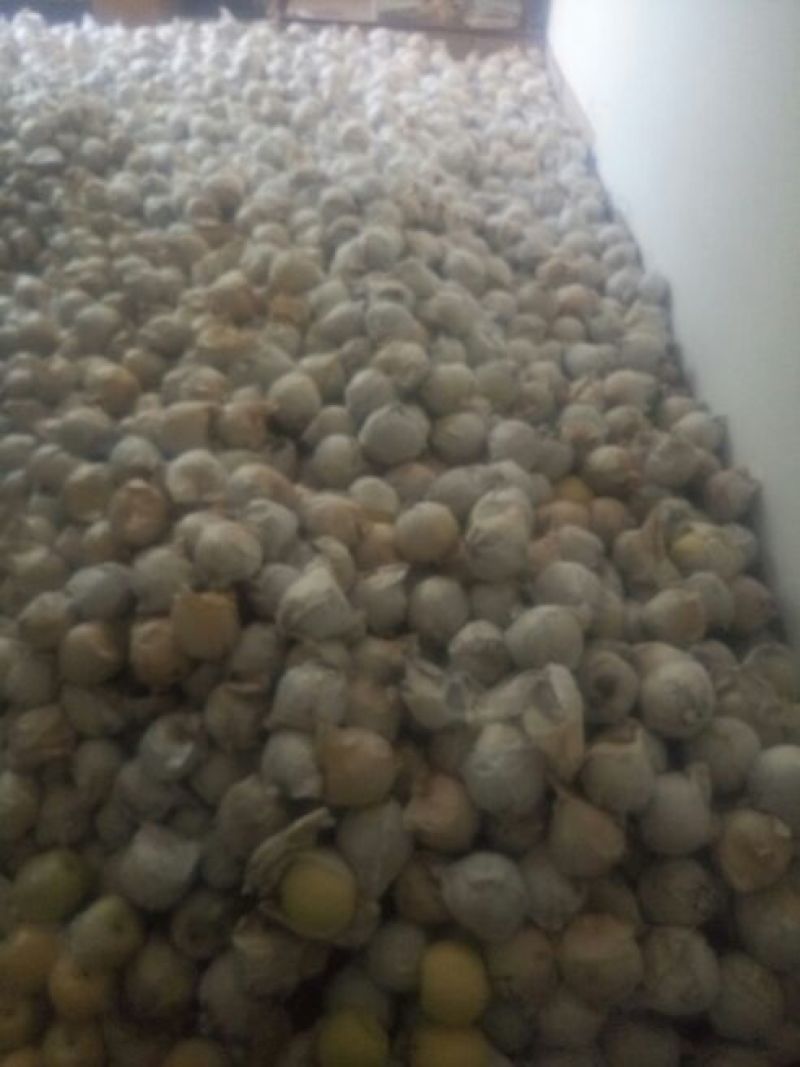 酥梨450~500g纸袋