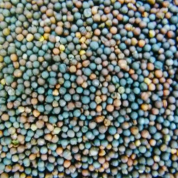 油菜籽1