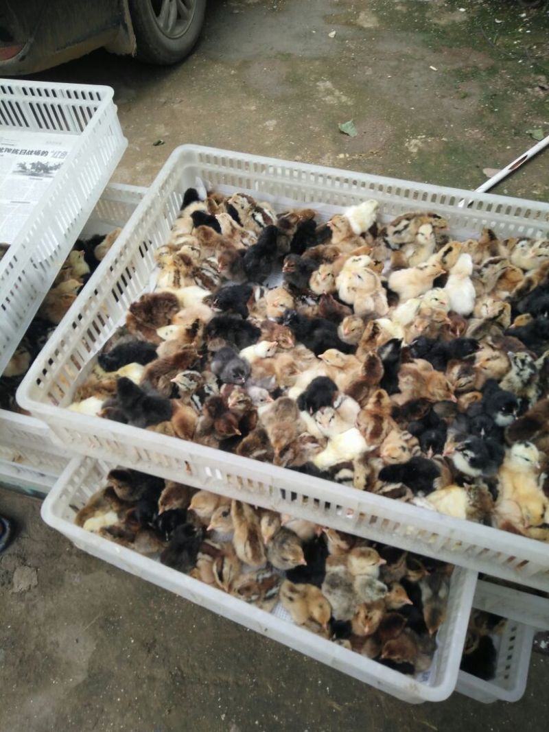 土鸡苗250克以下出壳苗