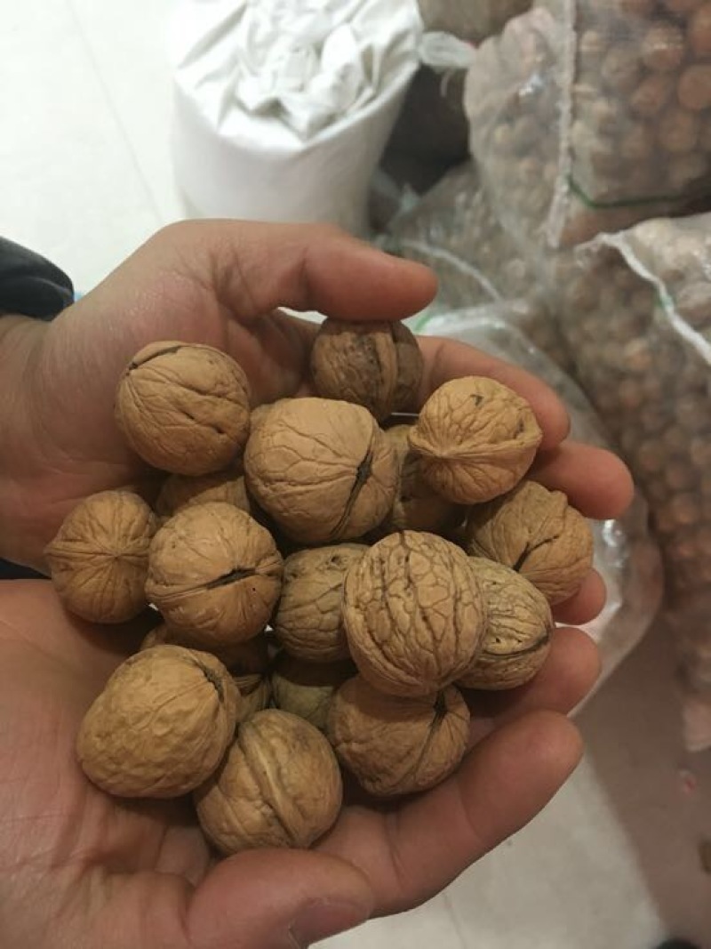 薄皮核桃