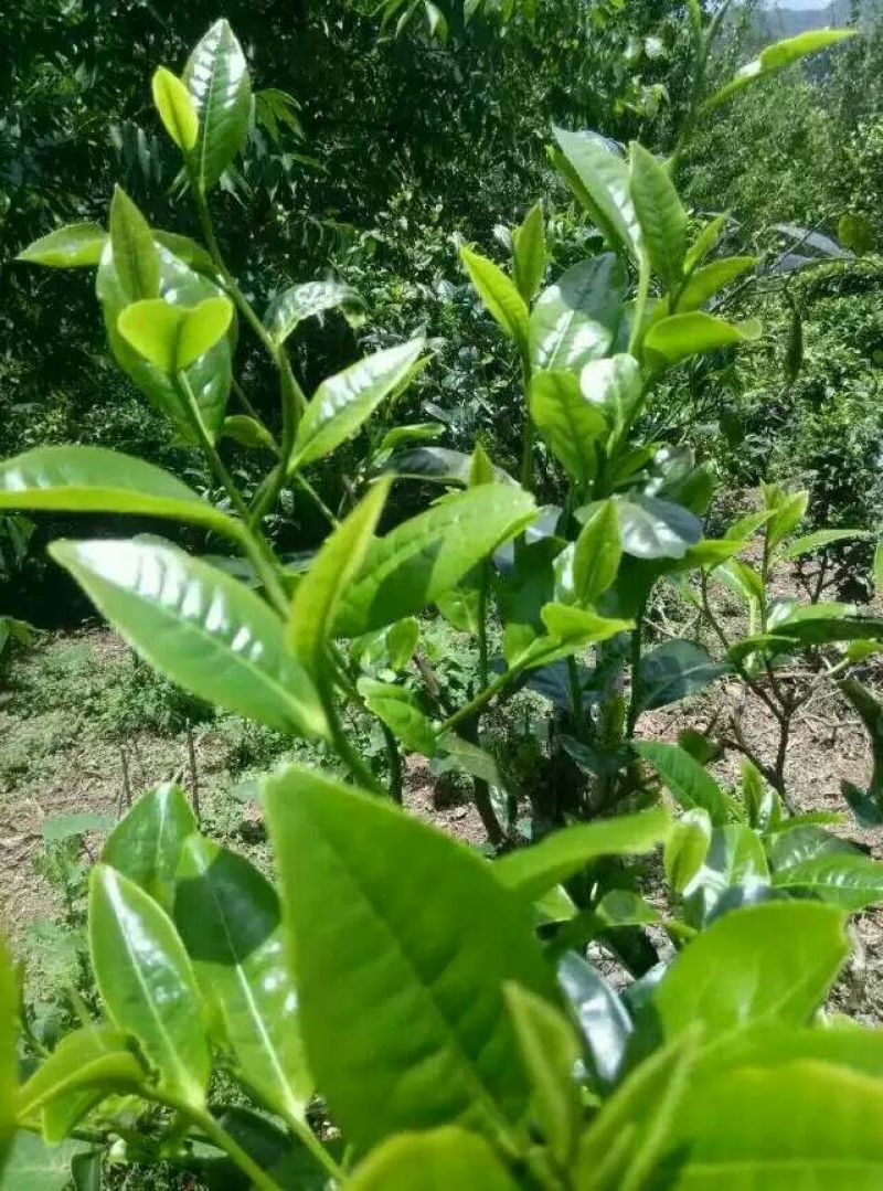 百年大树茶
