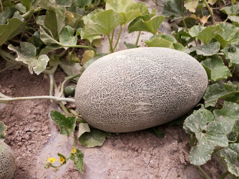 伽师瓜5斤以上椭圆形