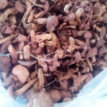 红菇0.5%1%一级5cm以下