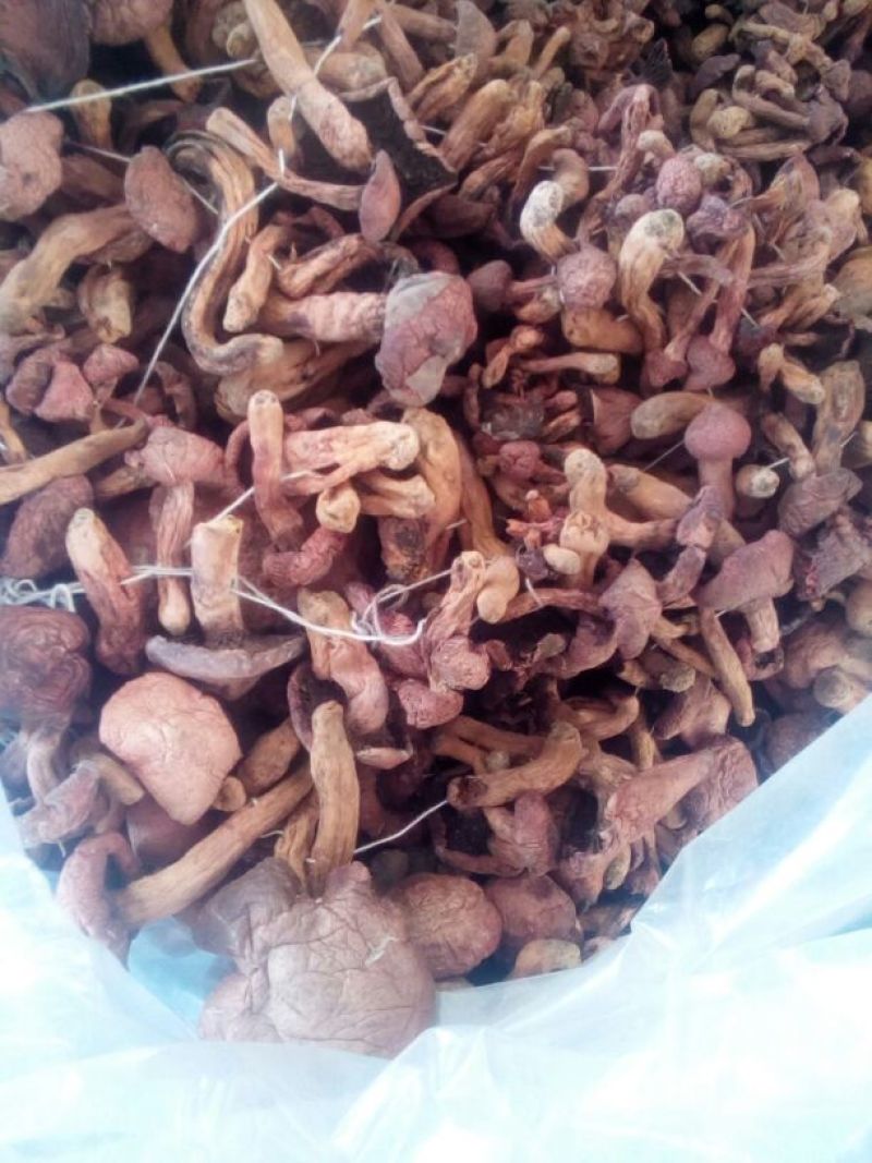 红菇0.5%1%一级5cm以下