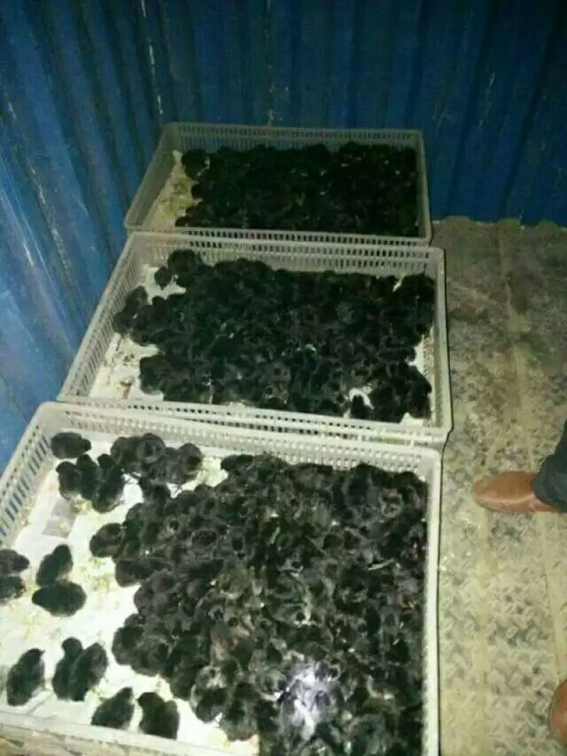 绿壳蛋鸡苗
