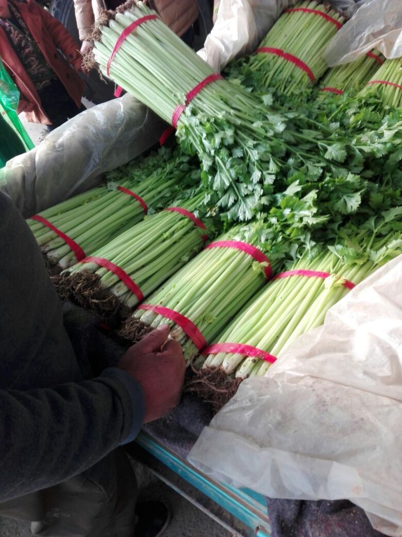 基地直供带泥小香芹菜45cm以上颜色绿嫩，农户地里直供