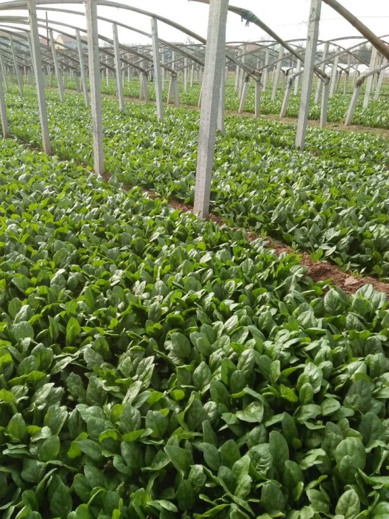 越冬菠菜15~20厘米