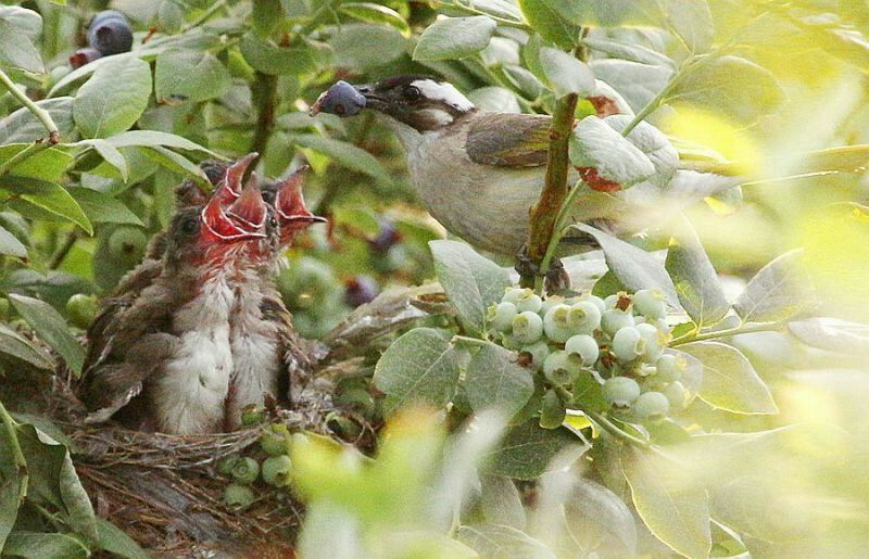 园蓝蓝莓2~4mm以上