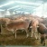 育肥牛犊100~200kg