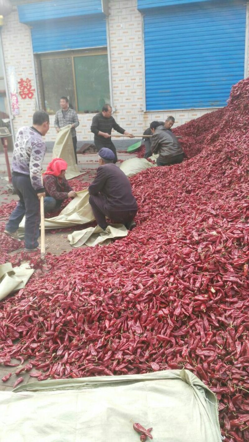 北京红干辣椒上通货9成干以上