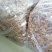 【广昌3号】茶树菇开伞无包心干货产地直销供货量充足