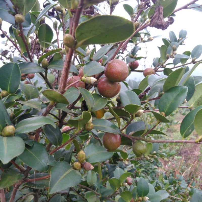 油茶籽99%以上