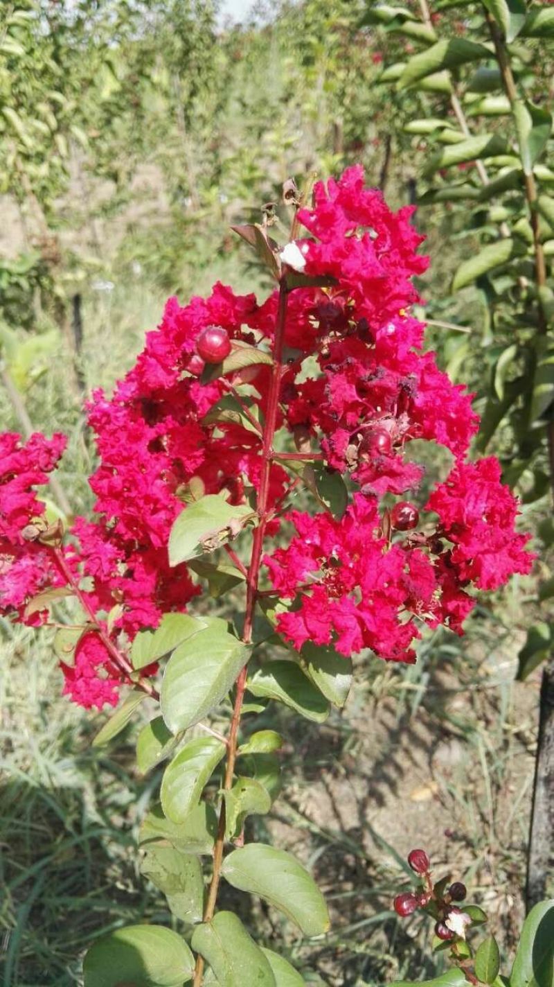 红火箭紫薇2~4cm1.5~2米1~2米