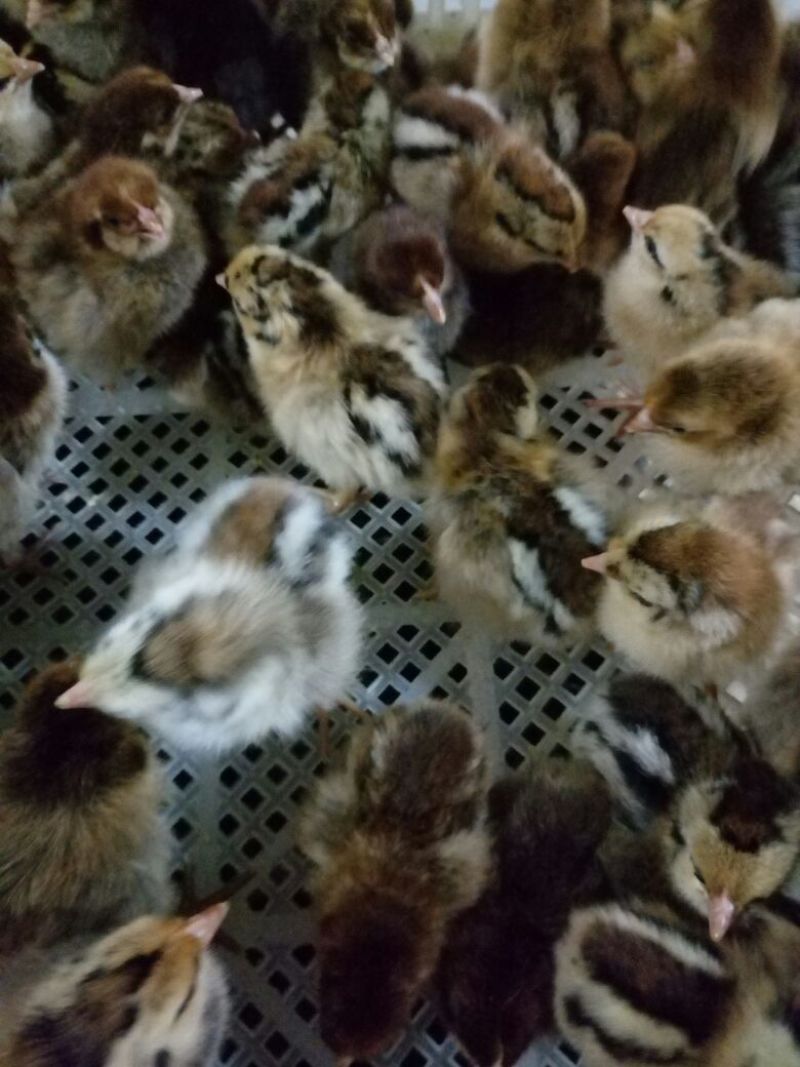 青脚麻鸡苗1斤以下
