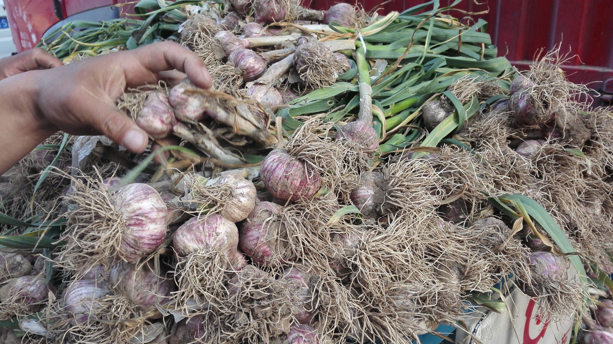 紫皮蒜河南郑州中牟县_批发_供应-一亩田农业